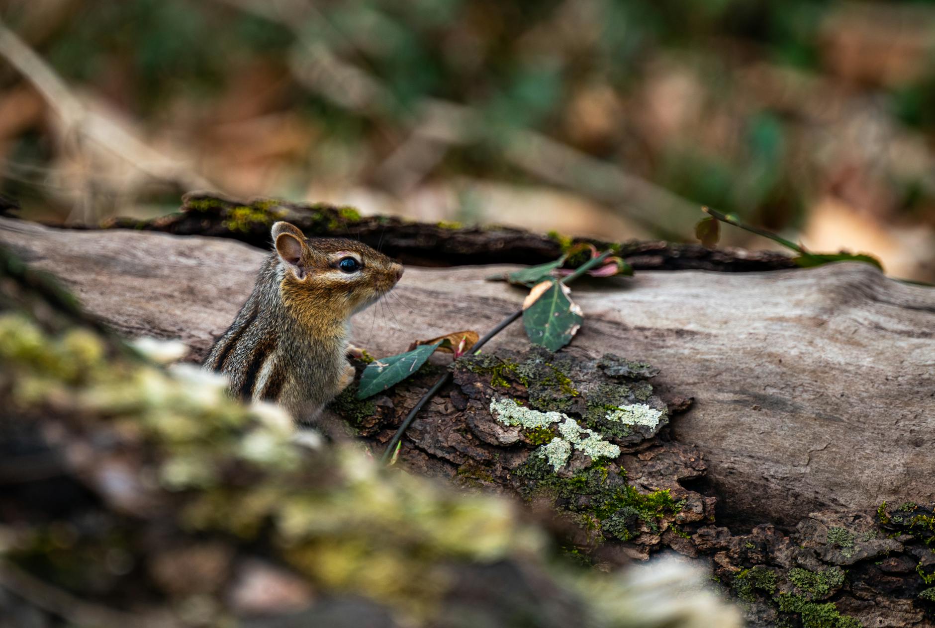 chipmunk on tree trunk